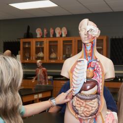 Students examine a model used in Anatomy and Physiology classes.