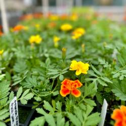 Flowers are seen in ChattState's TCAT greenhouse. Flowers are seen in ChattState's TCAT greenhouse.