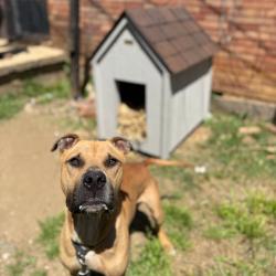 A brown dog stands in front of a dog house.